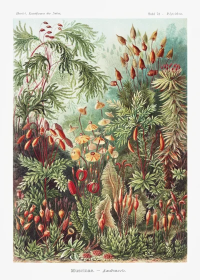 Plakat Mchy Ernst Haeckel botaniczny vintage natura