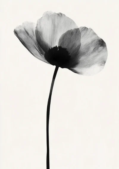 Plakat Czarno-biały kwiat maku na białym tle