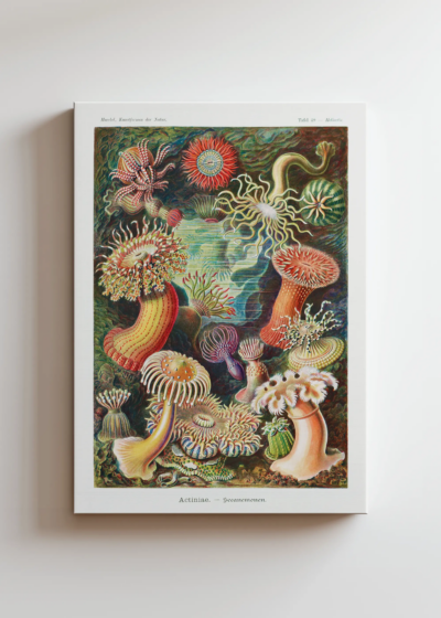 Actiniae ukwiały morskie Ernst Haeckel obraz na płótnie