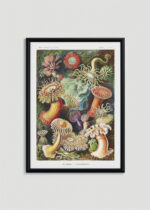 Plakat w drewnianej czarnej ramce: Actiniae ukwiały morskie Ernst Haeckel