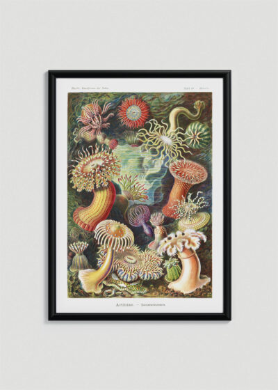 Plakat w drewnianej czarnej ramce: Actiniae ukwiały morskie Ernst Haeckel