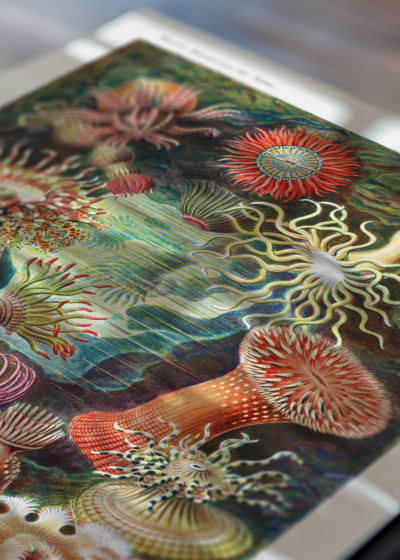 Zbliżenie na detale plakatu: Actiniae ukwiały morskie Ernst Haeckel