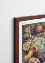 Plakat oprawiony w drewnianą brązową ramkę Vintage Italia: Actiniae ukwiały morskie Ernst Haeckel