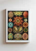 Osłonice morskie Ernst Haeckel natura secesja obraz na płótnie