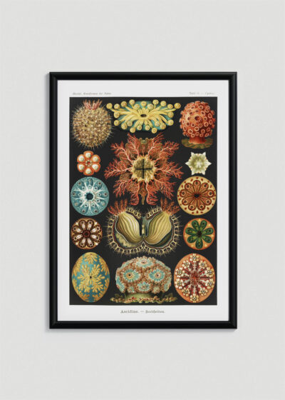 Plakat w drewnianej czarnej ramce: Osłonice morskie Ernst Haeckel natura secesja
