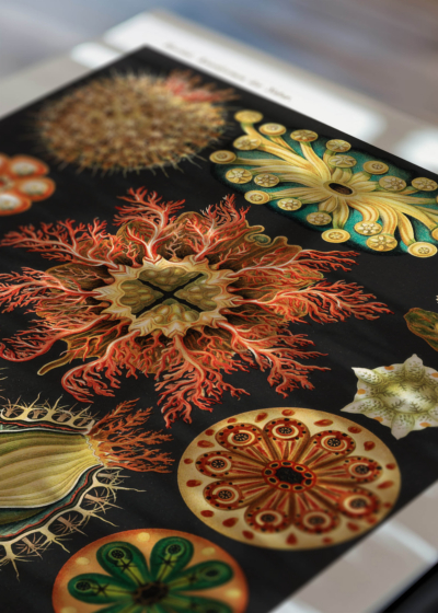 Zbliżenie na detale plakatu: Osłonice morskie Ernst Haeckel natura secesja