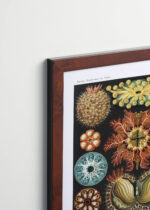 Plakat oprawiony w drewnianą brązową ramkę Vintage Italia: Osłonice morskie Ernst Haeckel natura secesja