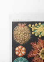 Osłonice morskie Ernst Haeckel natura secesja obraz na płótnie
