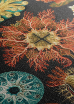 Osłonice morskie Ernst Haeckel natura secesja obraz na płótnie