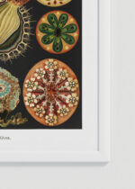 Zbliżenie na detale plakatu oprawionego w drewnianą białą ramkę od Plakatello®: Osłonice morskie Ernst Haeckel natura secesja