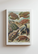 żółwie morskie Ernst Haeckel natura vintage obraz na płótnie