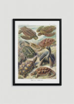 Plakat w drewnianej czarnej ramce: żółwie morskie Ernst Haeckel natura vintage