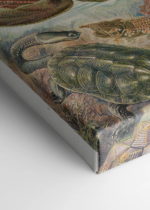 żółwie morskie Ernst Haeckel natura vintage obraz na płótnie