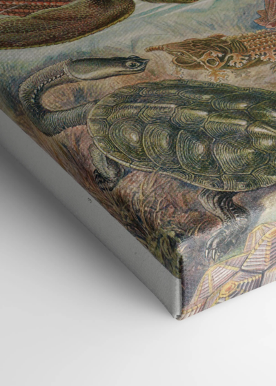 żółwie morskie Ernst Haeckel natura vintage obraz na płótnie
