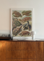 żółwie morskie Ernst Haeckel natura vintage obraz na płótnie