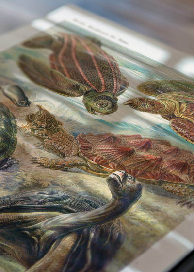Zbliżenie na detale plakatu: żółwie morskie Ernst Haeckel natura vintage
