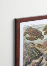 Plakat oprawiony w drewnianą brązową ramkę Vintage Italia: żółwie morskie Ernst Haeckel natura vintage