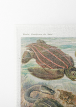 żółwie morskie Ernst Haeckel natura vintage obraz na płótnie