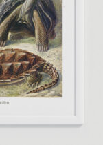 Zbliżenie na detale plakatu oprawionego w drewnianą białą ramkę od Plakatello®: żółwie morskie Ernst Haeckel natura vintage