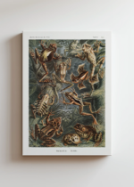 Batrachia płazy Ernst Haeckel vintage natura obraz na płótnie