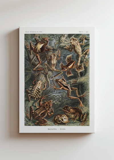 Batrachia płazy Ernst Haeckel vintage natura obraz na płótnie