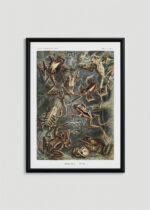 Plakat w drewnianej czarnej ramce: Batrachia płazy Ernst Haeckel vintage natura