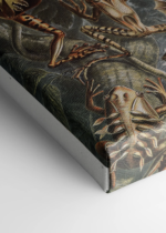 Batrachia płazy Ernst Haeckel vintage natura obraz na płótnie