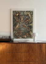 Batrachia płazy Ernst Haeckel vintage natura obraz na płótnie