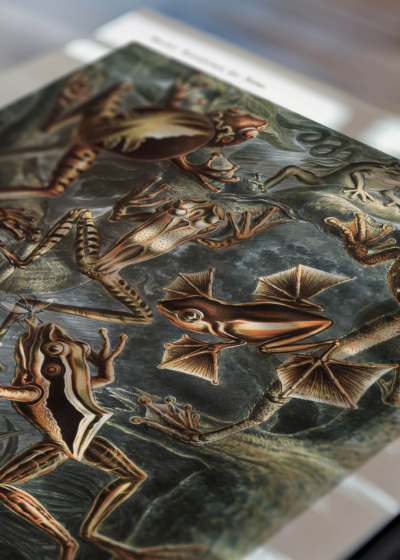 Zbliżenie na detale plakatu: Batrachia płazy Ernst Haeckel vintage natura