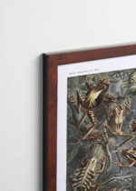 Plakat oprawiony w drewnianą brązową ramkę Vintage Italia: Batrachia płazy Ernst Haeckel vintage natura