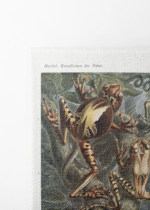 Batrachia płazy Ernst Haeckel vintage natura obraz na płótnie