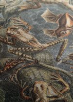 Batrachia płazy Ernst Haeckel vintage natura obraz na płótnie