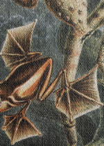Batrachia płazy Ernst Haeckel vintage natura obraz na płótnie