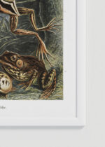 Zbliżenie na detale plakatu oprawionego w drewnianą białą ramkę od Plakatello®: Batrachia płazy Ernst Haeckel vintage natura