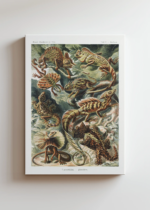 Lacertilia jaszczurki Ernst Haeckel vintage obraz na płótnie