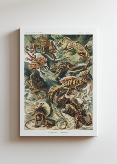 Lacertilia jaszczurki Ernst Haeckel vintage obraz na płótnie