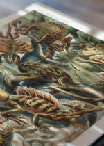 Zbliżenie na detale plakatu: Lacertilia jaszczurki Ernst Haeckel vintage