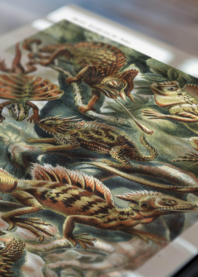 Zbliżenie na detale plakatu: Lacertilia jaszczurki Ernst Haeckel vintage