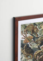 Plakat oprawiony w drewnianą brązową ramkę Vintage Italia: Lacertilia jaszczurki Ernst Haeckel vintage