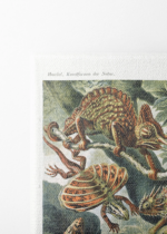 Lacertilia jaszczurki Ernst Haeckel vintage obraz na płótnie