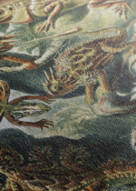 Lacertilia jaszczurki Ernst Haeckel vintage obraz na płótnie