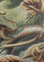 Lacertilia jaszczurki Ernst Haeckel vintage obraz na płótnie