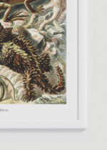 Zbliżenie na detale plakatu oprawionego w drewnianą białą ramkę od Plakatello®: Lacertilia jaszczurki Ernst Haeckel vintage