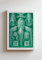 Cubomedusae meduzy Ernst Haeckel natura obraz na płótnie