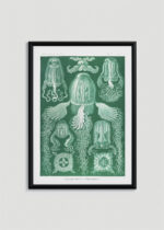Plakat w drewnianej czarnej ramce: Cubomedusae meduzy Ernst Haeckel natura