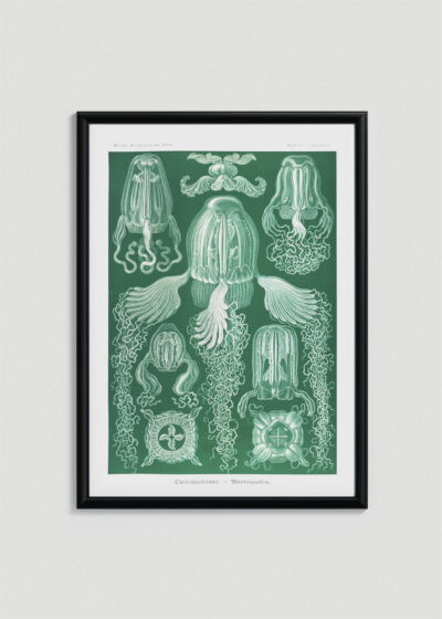 Plakat w drewnianej czarnej ramce: Cubomedusae meduzy Ernst Haeckel natura