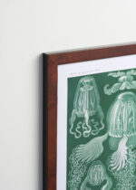 Plakat oprawiony w drewnianą brązową ramkę Vintage Italia: Cubomedusae meduzy Ernst Haeckel natura
