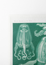 Cubomedusae meduzy Ernst Haeckel natura obraz na płótnie