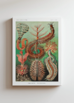 Chaetopoda Ernst Haeckel morskie pierścienice obraz na płótnie