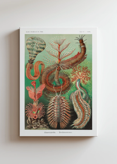 Chaetopoda Ernst Haeckel morskie pierścienice obraz na płótnie